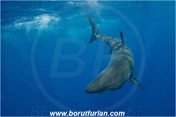 Isla Guadalupe, Baja California, Mexico, Pacific ocean, Carcharodon carcharias, Carcharodon, Lamnidae, Elasmobranchii, Great White Shark, Shark, Fish