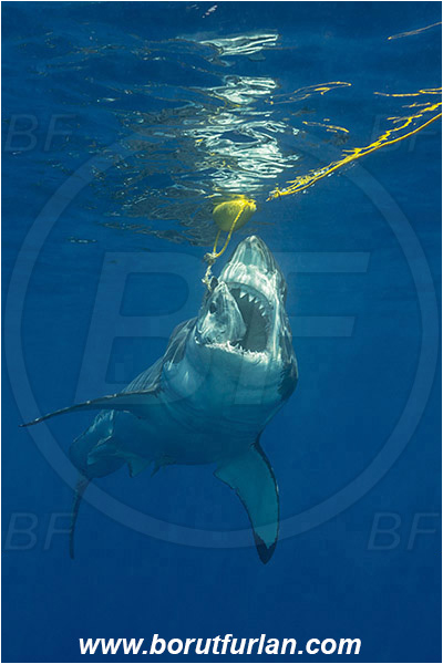 Isla Guadalupe, Baja California, Mexico, Pacific ocean, Carcharodon carcharias, Carcharodon, Lamnidae, Elasmobranchii, Great White Shark, Shark, Fish, Bait, Bite into the bait