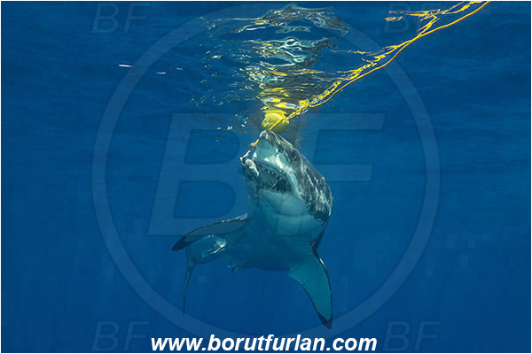 Isla Guadalupe, Baja California, Mexico, Pacific ocean, Carcharodon carcharias, Carcharodon, Lamnidae, Elasmobranchii, Great White Shark, Shark, Fish, Bait, Bite into the bait