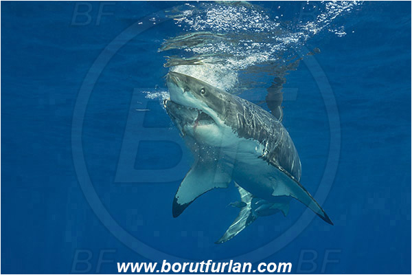 Isla Guadalupe, Baja California, Mexico, Pacific ocean, Carcharodon carcharias, Carcharodon, Lamnidae, Elasmobranchii, Great White Shark, Shark, Fish, Bait, Bite into the bait