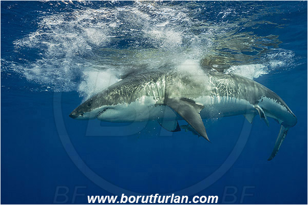Isla Guadalupe, Baja California, Mexico, Pacific ocean, Carcharodon carcharias, Carcharodon, Lamnidae, Elasmobranchii, Great White Shark, Shark, Fish
