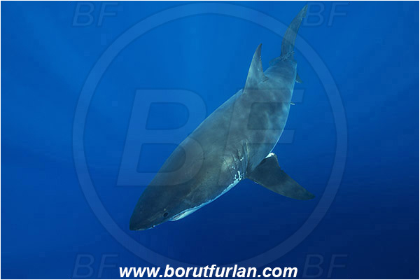 Isla Guadalupe, Baja California, Mexico, Pacific ocean, Carcharodon carcharias, Carcharodon, Lamnidae, Elasmobranchii, Great White Shark, Shark, Fish