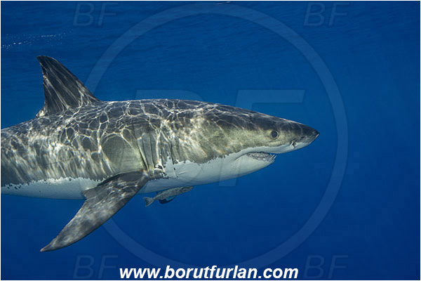 Isla Guadalupe, Baja California, Mexico, Pacific ocean, Carcharodon carcharias, Carcharodon, Lamnidae, Elasmobranchii, Great White Shark, Shark, Fish