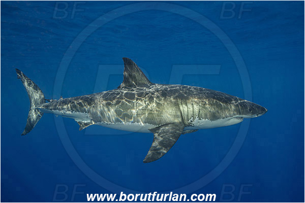 Isla Guadalupe, Baja California, Mexico, Pacific ocean, Carcharodon carcharias, Carcharodon, Lamnidae, Elasmobranchii, Great White Shark, Shark, Fish