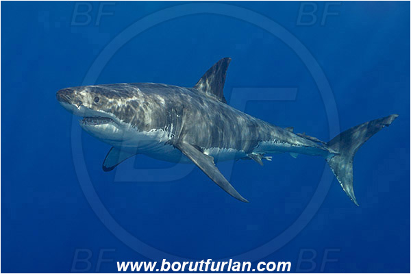 Isla Guadalupe, Baja California, Mexico, Pacific ocean, Carcharodon carcharias, Carcharodon, Lamnidae, Elasmobranchii, Great White Shark, Shark, Fish