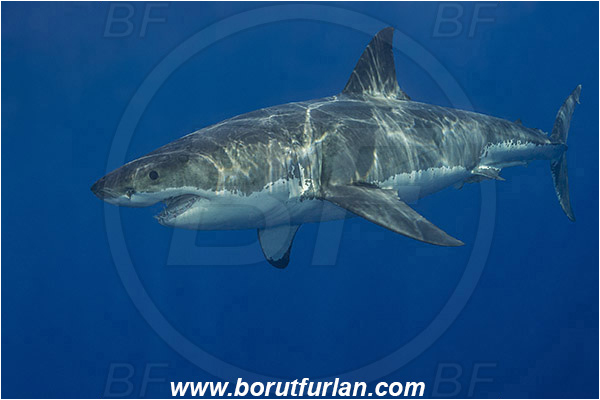 Isla Guadalupe, Baja California, Mexico, Pacific ocean, Carcharodon carcharias, Carcharodon, Lamnidae, Elasmobranchii, Great White Shark, Shark, Fish