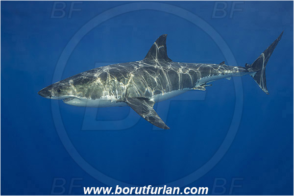Isla Guadalupe, Baja California, Mexico, Pacific ocean, Carcharodon carcharias, Carcharodon, Lamnidae, Elasmobranchii, Great White Shark, Shark, Fish