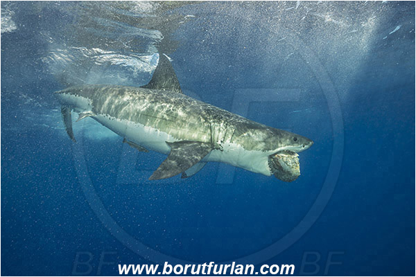 Isla Guadalupe, Baja California, Mexico, Pacific ocean, Carcharodon carcharias, Carcharodon, Lamnidae, Elasmobranchii, Great White Shark, Shark, Fish, Bait, Bite into the bait