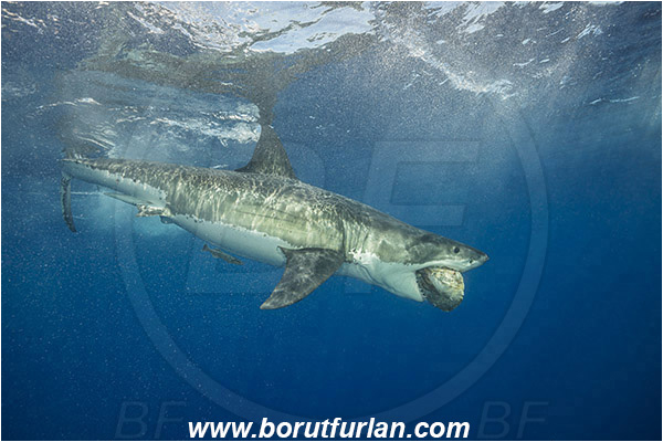Isla Guadalupe, Baja California, Mexico, Pacific ocean, Carcharodon carcharias, Carcharodon, Lamnidae, Elasmobranchii, Great White Shark, Shark, Fish, Bait, Bite into the bait