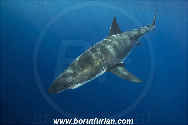 Isla Guadalupe, Baja California, Mexico, Pacific ocean, Carcharodon carcharias, Carcharodon, Lamnidae, Elasmobranchii, Great White Shark, Shark, Fish
