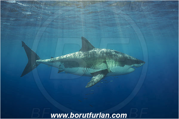 Isla Guadalupe, Baja California, Mexico, Pacific ocean, Carcharodon carcharias, Carcharodon, Lamnidae, Elasmobranchii, Great White Shark, Shark, Fish