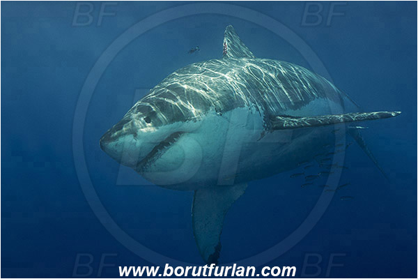 Isla Guadalupe, Baja California, Mexico, Pacific ocean, Carcharodon carcharias, Carcharodon, Lamnidae, Elasmobranchii, Great White Shark, Shark, Fish, Portrait