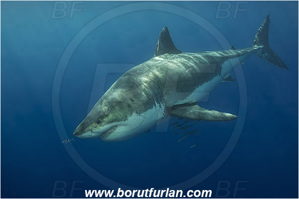 Isla Guadalupe, Baja California, Mexico, Pacific ocean, Carcharodon carcharias, Carcharodon, Lamnidae, Elasmobranchii, Great White Shark, Shark, Fish