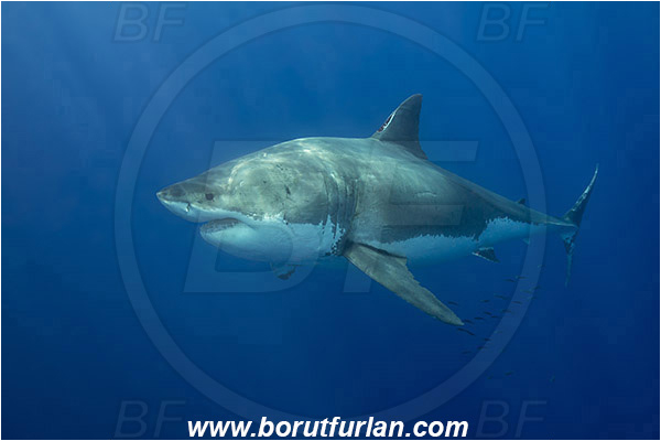 Isla Guadalupe, Baja California, Mexico, Pacific ocean, Carcharodon carcharias, Carcharodon, Lamnidae, Elasmobranchii, Great White Shark, Shark, Fish