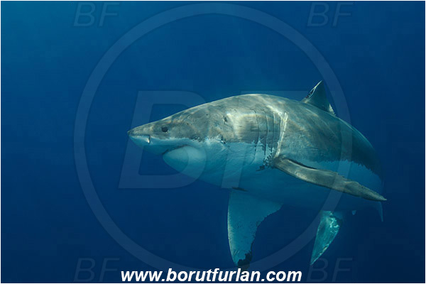Isla Guadalupe, Baja California, Mexico, Pacific ocean, Carcharodon carcharias, Carcharodon, Lamnidae, Elasmobranchii, Great White Shark, Shark, Fish