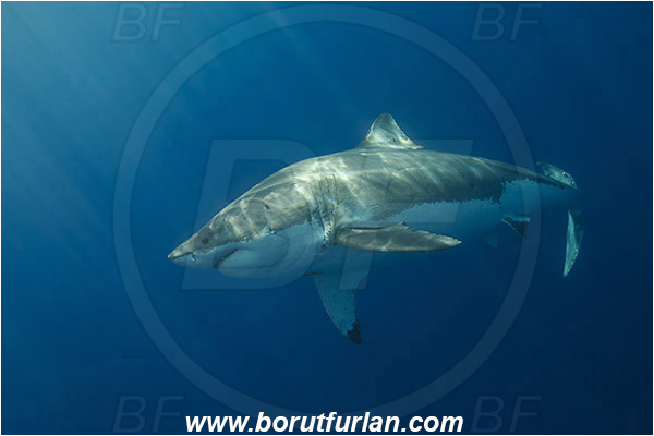 Isla Guadalupe, Baja California, Mexico, Pacific ocean, Carcharodon carcharias, Carcharodon, Lamnidae, Elasmobranchii, Great White Shark, Shark, Fish