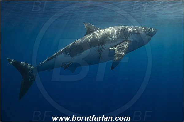 Isla Guadalupe, Baja California, Mexico, Pacific ocean, Carcharodon carcharias, Carcharodon, Lamnidae, Elasmobranchii, Great White Shark, Shark, Fish