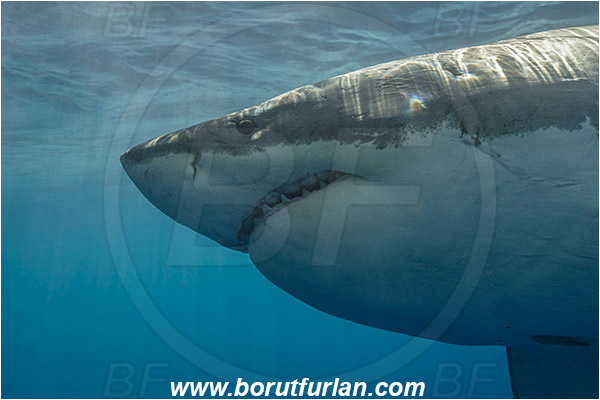 Isla Guadalupe, Baja California, Mexico, Pacific ocean, Carcharodon carcharias, Carcharodon, Lamnidae, Elasmobranchii, Great White Shark, Shark, Fish, Portrait
