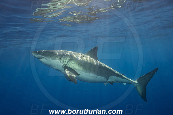 Isla Guadalupe, Baja California, Mexico, Pacific ocean, Carcharodon carcharias, Carcharodon, Lamnidae, Elasmobranchii, Great White Shark, Shark, Fish