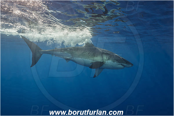 Isla Guadalupe, Baja California, Mexico, Pacific ocean, Carcharodon carcharias, Carcharodon, Lamnidae, Elasmobranchii, Great White Shark, Shark, Fish