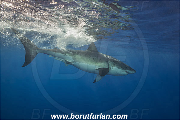 Isla Guadalupe, Baja California, Mexico, Pacific ocean, Carcharodon carcharias, Carcharodon, Lamnidae, Elasmobranchii, Great White Shark, Shark, Fish