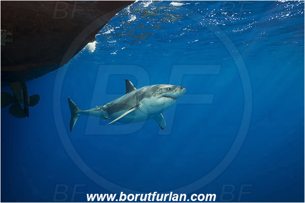 Isla Guadalupe, Baja California, Mexico, Pacific ocean, Carcharodon carcharias, Carcharodon, Lamnidae, Elasmobranchii, Great White Shark, Shark, Fish, Diving boat, Boat