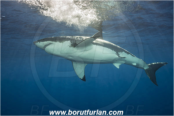 Isla Guadalupe, Baja California, Mexico, Pacific ocean, Carcharodon carcharias, Carcharodon, Lamnidae, Elasmobranchii, Great White Shark, Shark, Fish