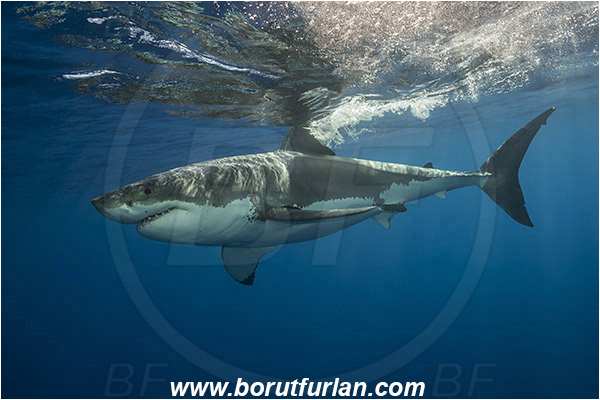 Isla Guadalupe, Baja California, Mexico, Pacific ocean, Carcharodon carcharias, Carcharodon, Lamnidae, Elasmobranchii, Great White Shark, Shark, Fish