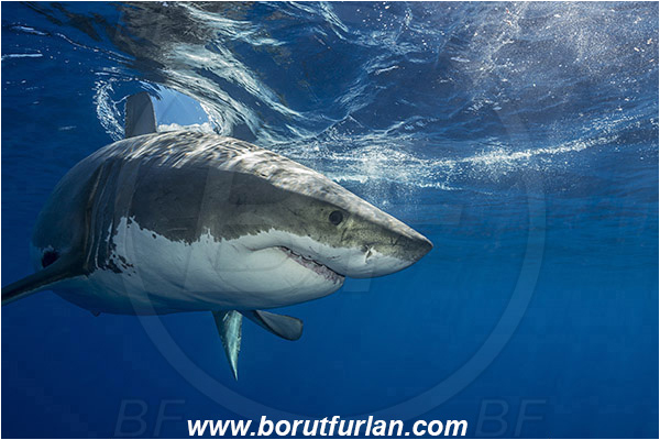 Isla Guadalupe, Baja California, Mexico, Pacific ocean, Carcharodon carcharias, Carcharodon, Lamnidae, Elasmobranchii, Great White Shark, Shark, Fish, Portrait