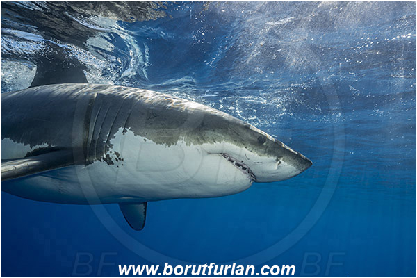 Isla Guadalupe, Baja California, Mexico, Pacific ocean, Carcharodon carcharias, Carcharodon, Lamnidae, Elasmobranchii, Great White Shark, Shark, Fish, Portrait