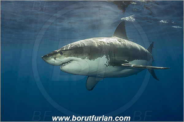 Isla Guadalupe, Baja California, Mexico, Pacific ocean, Carcharodon carcharias, Carcharodon, Lamnidae, Elasmobranchii, Great White Shark, Shark, Fish