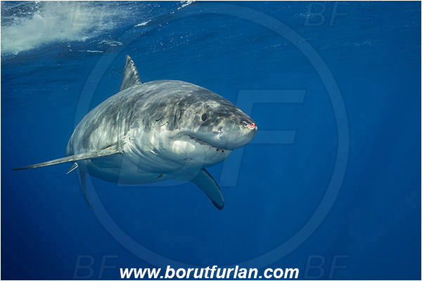 Isla Guadalupe, Baja California, Mexico, Pacific ocean, Carcharodon carcharias, Carcharodon, Lamnidae, Elasmobranchii, Great White Shark, Shark, Fish