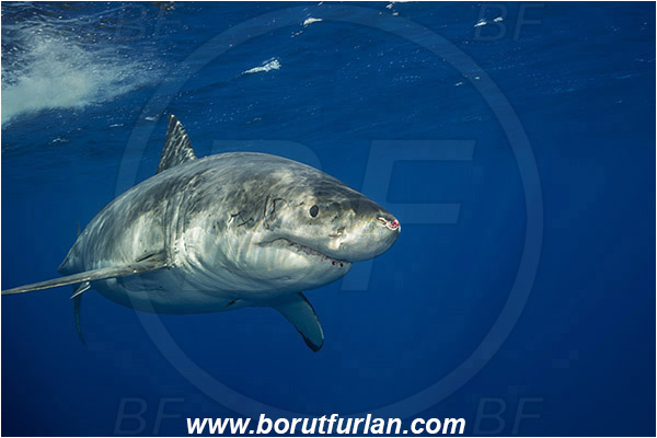 Isla Guadalupe, Baja California, Mexico, Pacific ocean, Carcharodon carcharias, Carcharodon, Lamnidae, Elasmobranchii, Great White Shark, Shark, Fish