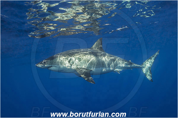 Isla Guadalupe, Baja California, Mexico, Pacific ocean, Carcharodon carcharias, Carcharodon, Lamnidae, Elasmobranchii, Great White Shark, Shark, Fish