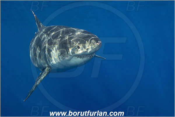 Isla Guadalupe, Baja California, Mexico, Pacific ocean, Carcharodon carcharias, Carcharodon, Lamnidae, Elasmobranchii, Great White Shark, Shark, Fish, Portrait