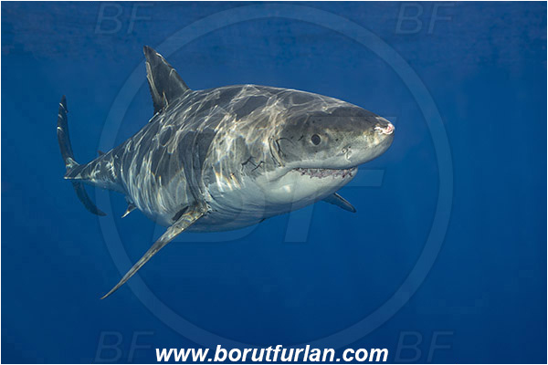 Isla Guadalupe, Baja California, Mexico, Pacific ocean, Carcharodon carcharias, Carcharodon, Lamnidae, Elasmobranchii, Great White Shark, Shark, Fish, Portrait