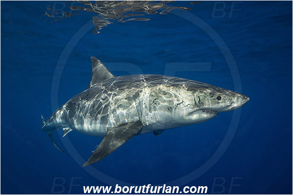 Isla Guadalupe, Baja California, Mexico, Pacific ocean, Carcharodon carcharias, Carcharodon, Lamnidae, Elasmobranchii, Great White Shark, Shark, Fish