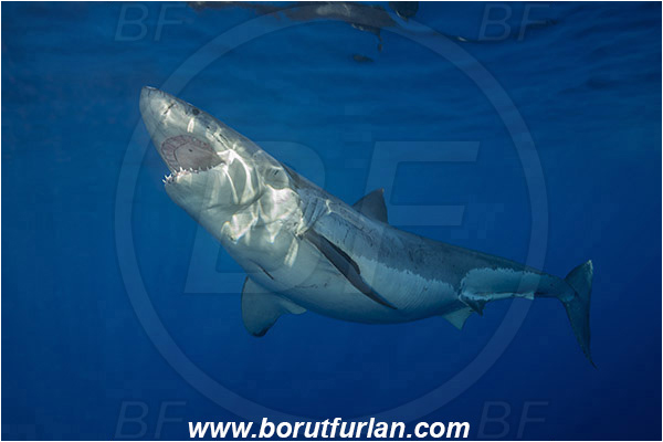 Isla Guadalupe, Baja California, Mexico, Pacific ocean, Carcharodon carcharias, Carcharodon, Lamnidae, Elasmobranchii, Great White Shark, Shark, Fish
