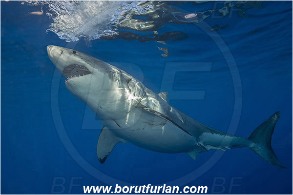 Isla Guadalupe, Baja California, Mexico, Pacific ocean, Carcharodon carcharias, Carcharodon, Lamnidae, Elasmobranchii, Great White Shark, Shark, Fish
