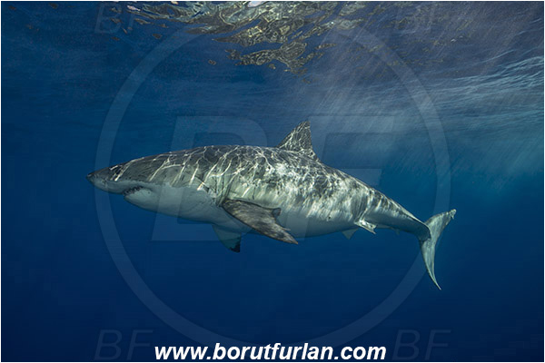 Isla Guadalupe, Baja California, Mexico, Pacific ocean, Carcharodon carcharias, Carcharodon, Lamnidae, Elasmobranchii, Great White Shark, Shark, Fish