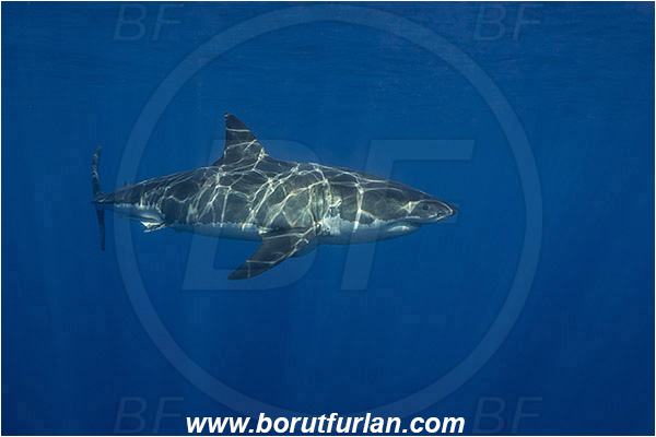 Isla Guadalupe, Baja California, Mexico, Pacific ocean, Carcharodon carcharias, Carcharodon, Lamnidae, Elasmobranchii, Great White Shark, Shark, Fish