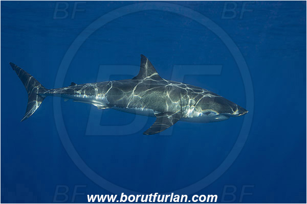 Isla Guadalupe, Baja California, Mexico, Pacific ocean, Carcharodon carcharias, Carcharodon, Lamnidae, Elasmobranchii, Great White Shark, Shark, Fish
