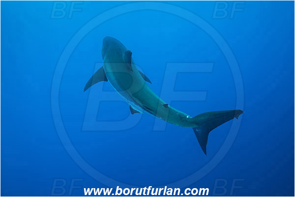 Isla Guadalupe, Baja California, Mexico, Pacific ocean, Carcharodon carcharias, Carcharodon, Lamnidae, Elasmobranchii, Great White Shark, Shark, Fish