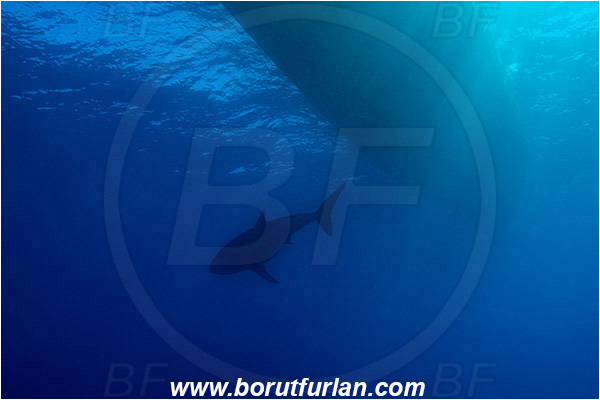 Isla Guadalupe, Baja California, Mexico, Pacific ocean, Carcharodon carcharias, Carcharodon, Lamnidae, Elasmobranchii, Great White Shark, Shark, Fish, Diving boat, Boat