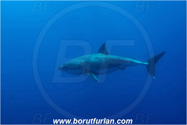 Isla Guadalupe, Baja California, Mexico, Pacific ocean, Carcharodon carcharias, Carcharodon, Lamnidae, Elasmobranchii, Great White Shark, Shark, Fish