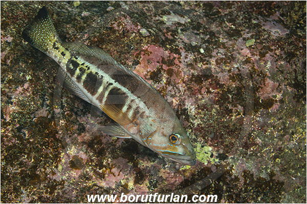 Ilha do Faial, Azores, Portugal, Atlantic ocean, Serranus atricauda, Serranus, Serranidae, Blacktail comber, Grouper, Fish