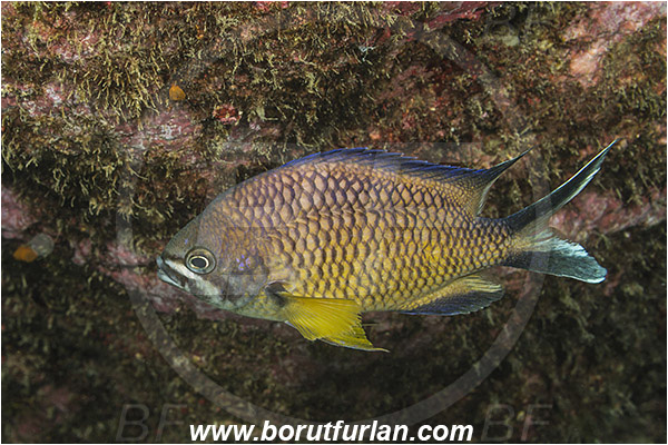 Ilha do Faial, Azores, Portugal, Atlantic ocean, Chromis limbata, Chromis, Pomacentridae, Atlantic damselfish, Damselfish, Fish