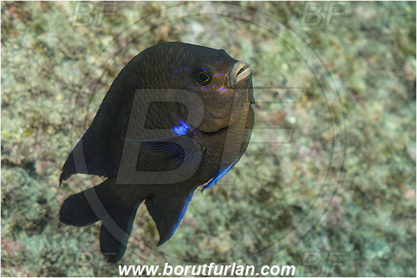 Ilha do Faial, Azores, Portugal, Atlantic ocean, Abudefduf luridus, Abudefduf, Pomacentridae, Blue damselfish, Damselfish, Fish