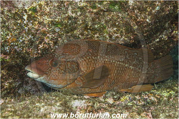 Ilha do Faial, Azores, Portugal, Atlantic ocean, Labrus bergylta, Labrus, Labridae, Ballan wrasse, Wrasse, Fish