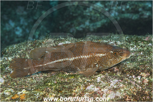 Ilha do Faial, Azores, Portugal, Atlantic ocean, Labrus bergylta, Labrus, Labridae, Ballan wrasse, Wrasse, Fish